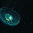 Quebec Jellyfish